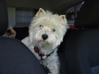 Klik op de foto voor groter formaat